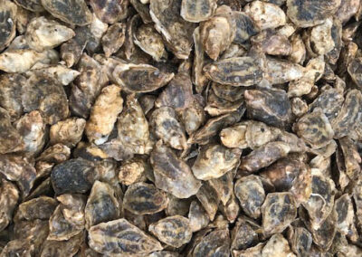 Developing Alaska-specific Pacific oyster broodstock for optimized growth in the Exxon Valdez oil spill region, and methods for spawning and rearing Pacific oyster larvae that are cost effective at scale