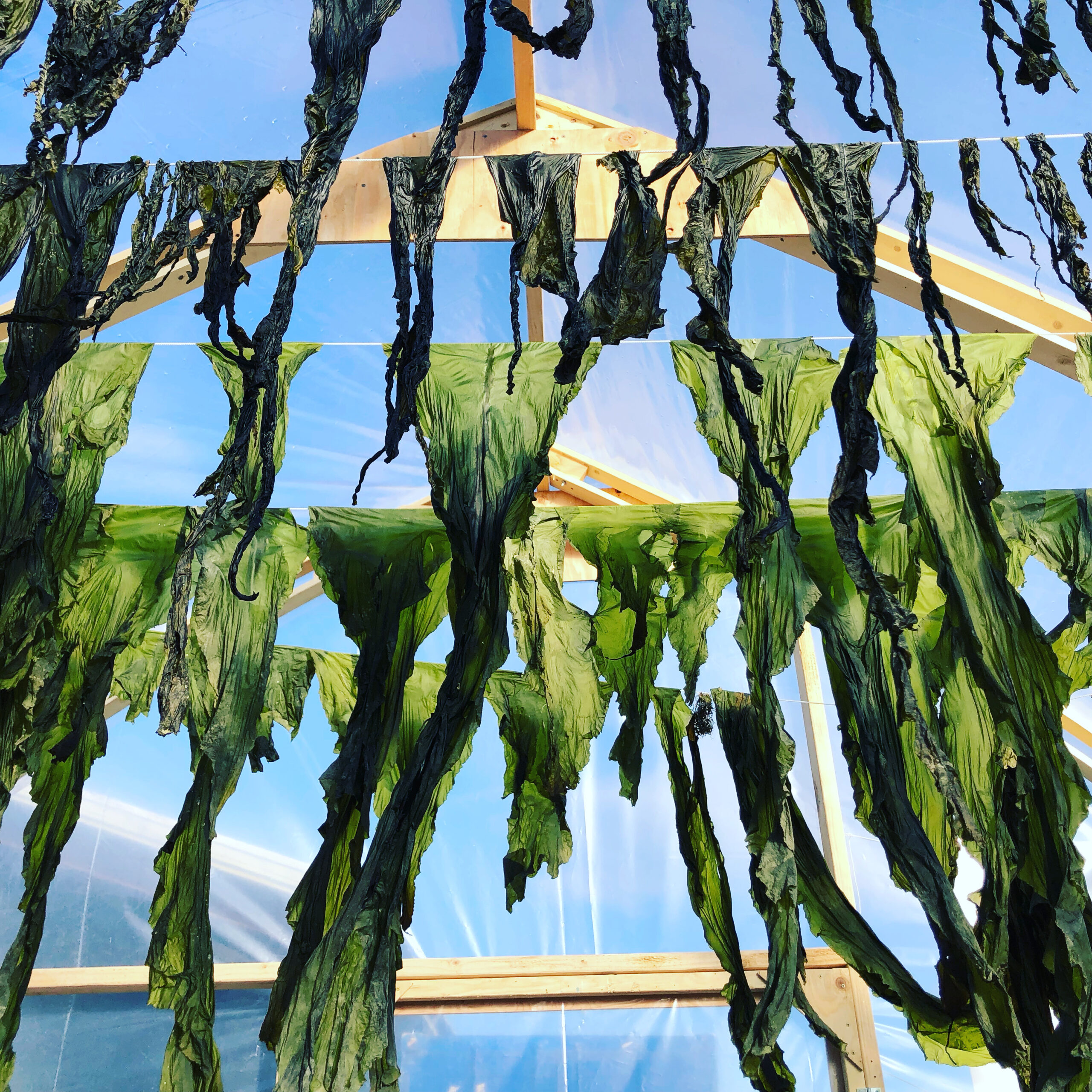 Kachemak Bay Kelp Processing and Distribution Hub: Removing a Bottleneck to  Growth in the Alaska Seaweed Industry - AMRTC