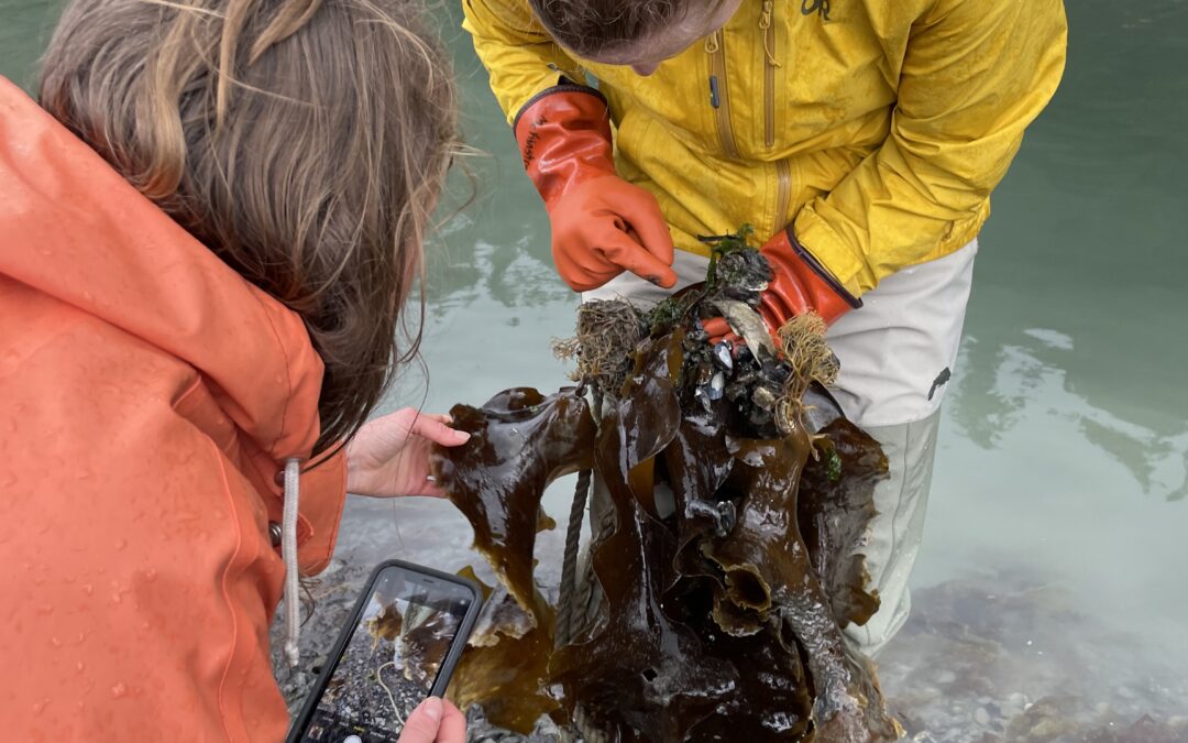 Kelp the Sound: Building Mariculture Expertise in Prince William Sound, Alaska