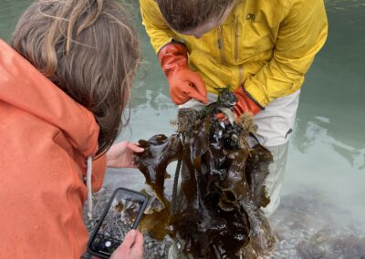 Kelp the Sound: Building Mariculture Expertise in Prince William Sound, Alaska