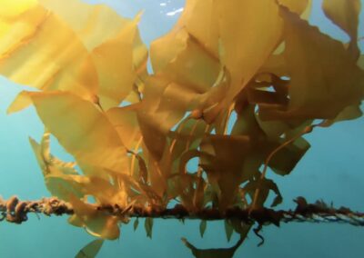 Bullkelp Farm Improvements to Enable Scaling of Innovative Food Products