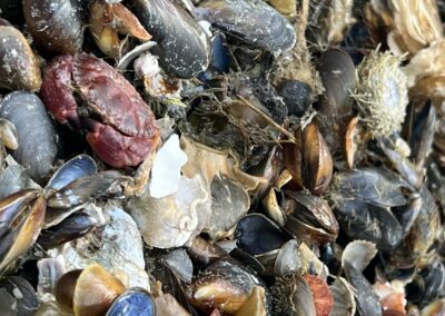Glacial Influence on Oyster Farm Fouling Communities