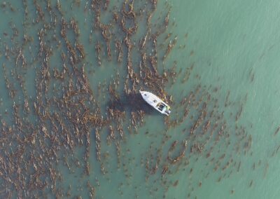 Mapping and Aerial Survey of Kelp Beds