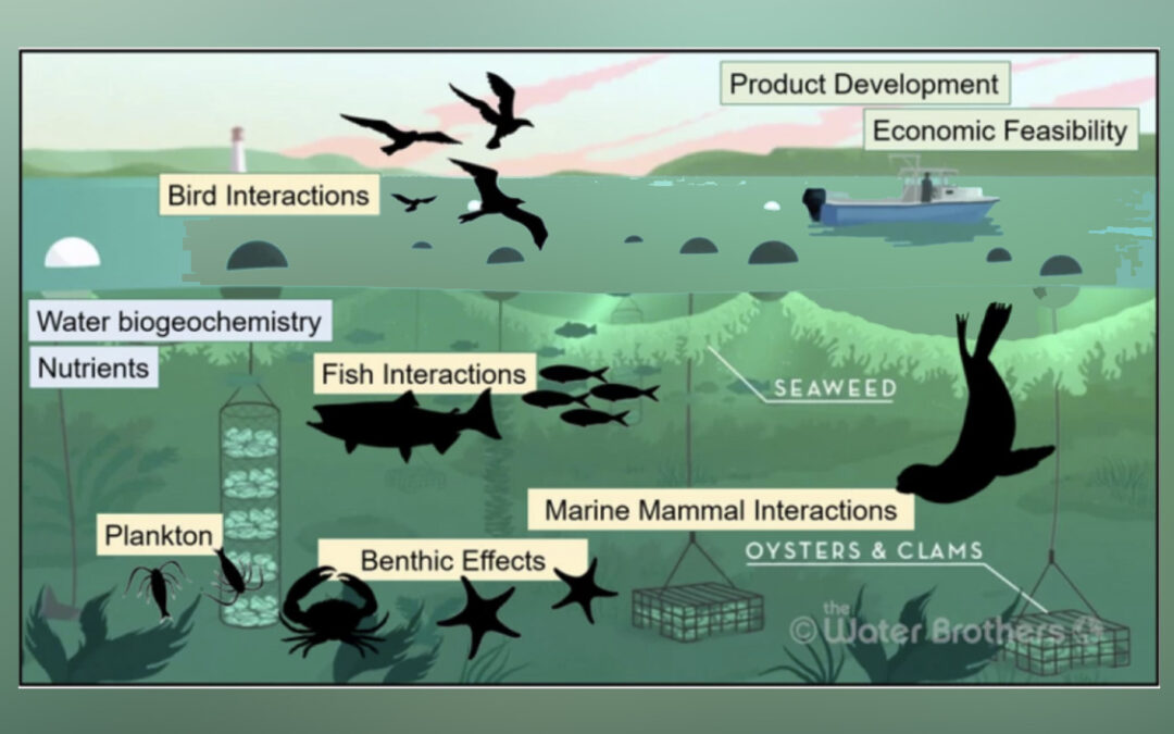 Mariculture Research and Restoration Consortium: a 10-year project for Alaska