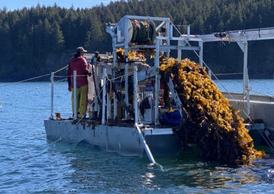 Scalable Aquatic Kelp Farm Pilot