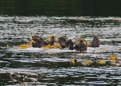 The Relationship Between Oyster Farms and Their Environment, a Sea Otter’s Perspective