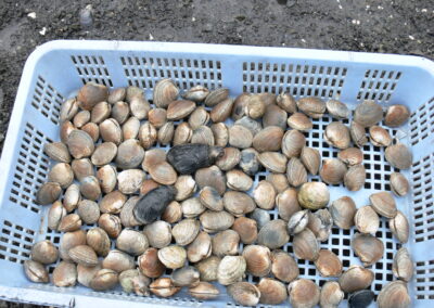 Understanding the Bottlenecks for Recovery of Native Clams in Southcentral Alaska’s Tribal Subsistence Areas
