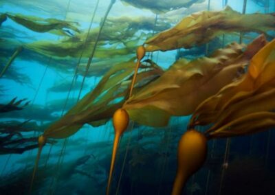 Assessing 100 Years of Change in Canopy Kelp Ecosystems