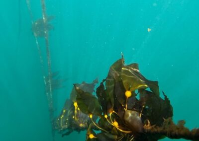 Seasonality of Bull Kelp Fertility in Kodiak and Juneau