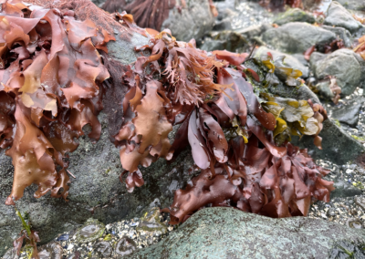 Improving Diversity and Inclusion in Aquaculture through Dulse Farming and Youth Education